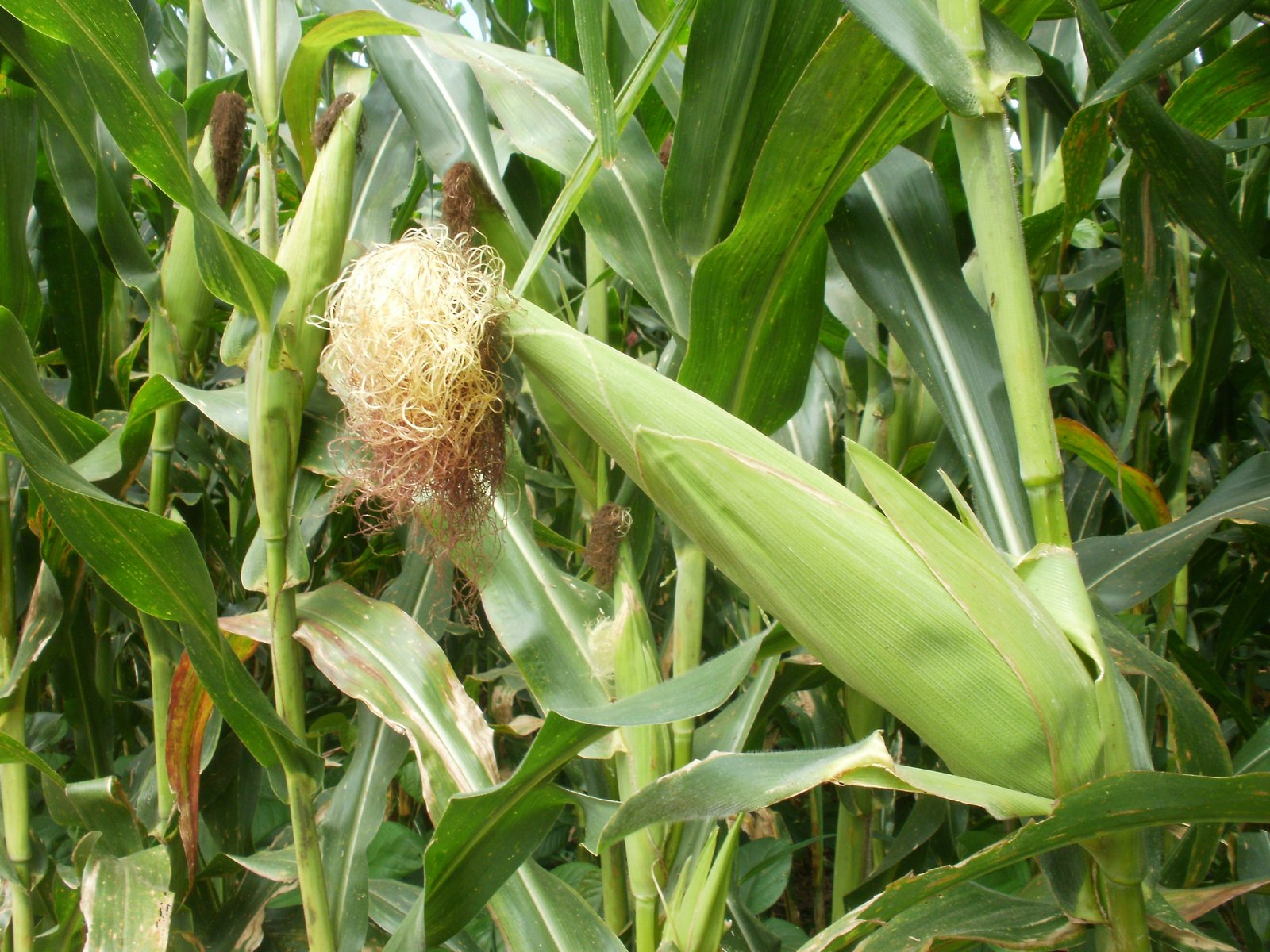 siembra, ciclo de primera, maíz