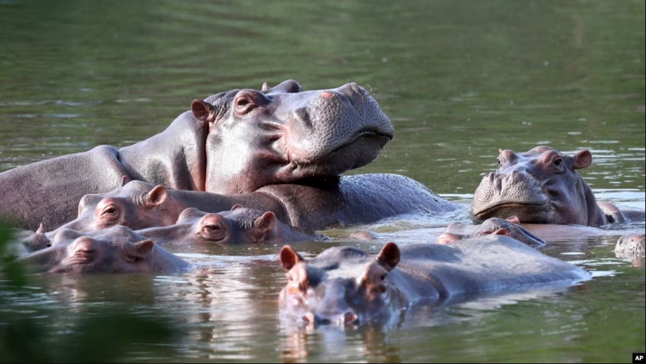 hipopótamos, India, México, Pablo Escobar